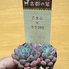 古都の葉さん苗❣️小桃いろは❣️札付き❗️多肉植物 ポットまま