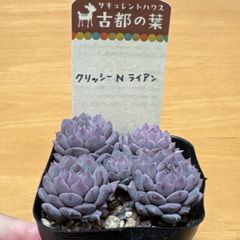 古都の葉さん苗❣️希少種❣️ぶどうのほっぺ❣️札付き❗️多肉植物