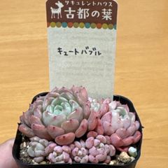 古都の葉さん苗❣️希少種❣️ぶどうのほっぺ❣️札付き❗️多肉植物