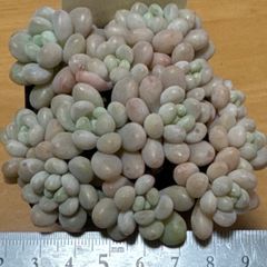 古都の葉さん苗❣️小桃いろは❣️札付き❗️多肉植物 ポットまま