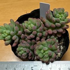 古都の葉さん苗❣️希少種❣️ぶどうのほっぺ❣️札付き❗️多肉植物