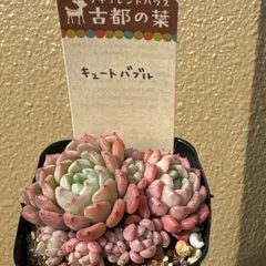 S*U様 古都の葉さん りんごのつぶ メルカリ便 札付き・抜き苗 2026年最新】古都の葉の人気アイテム - メルカリ