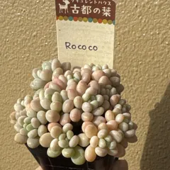 2026年最新】古都の葉の人気アイテム - メルカリ