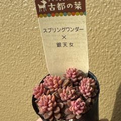 古都の葉さん苗❣️小桃❣️札付き❗️多肉植物 抜き苗 - メルカリ