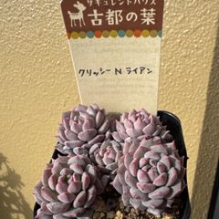 古都の葉さん苗❣️小桃❣️札付き❗️多肉植物 抜き苗 - メルカリ