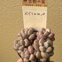 2026年最新】古都の葉の人気アイテム - メルカリ