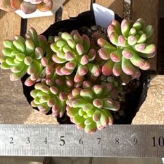 古都の葉さん苗❣️小桃❣️札付き❗️多肉植物 抜き苗 - メルカリ