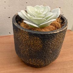 石にヒメシャラを生ける」 自然風な石(最大幅16cm)に水を張って
