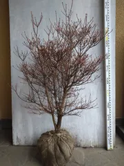 2026年最新】ドウダンツツジの人気アイテム - メルカリ