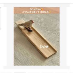 20⭐ 滑り台大サイズ‼ バードトイ インコ 文鳥 スケボー - メルカリ