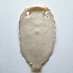 乾燥珍々】シロアリの女王標本 超巨大 サシハリアリ 昆虫標本