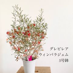 ピメレア フィソディス ウエディングベル 4号鉢③オージープランツ