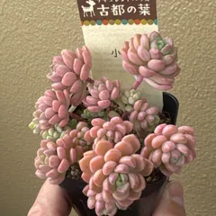 2026年最新】古都の葉の人気アイテム - メルカリ