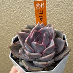 古都の葉さん苗❣️ROCOCO❣️札付き❗️多肉植物 抜き苗 - メルカリ