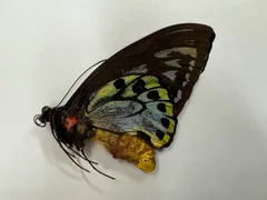 2026年最新】蝶の人気アイテム - メルカリ