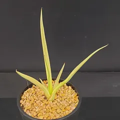 2026年最新】サンスベリア斑入りの人気アイテム - メルカリ