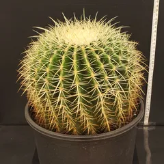 2026年最新】エキノカクタスの人気アイテム - メルカリ