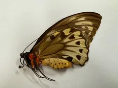 2026年最新】蝶の標本の人気アイテム - メルカリ