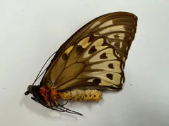 2026年最新】標本の人気アイテム - メルカリ