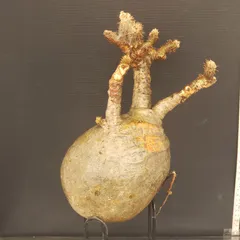 2026年最新】グラキリス 現地球の人気アイテム - メルカリ