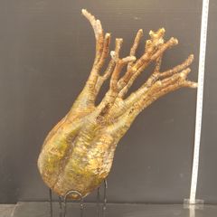 R088【最新到着】Pachypodium グラキリス（L）（現地球・抜き苗