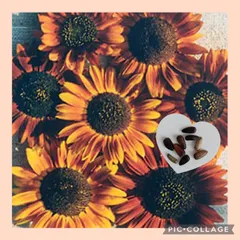 18粒　ブロンズ~チョコレートカラーの✦ひまわりアースウォーカー✦花の種のサムネイル