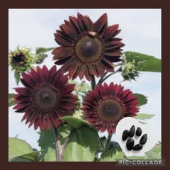 10粒　チョコレートカラーの人気種✦ひまわりムーランルージュ✦花の種