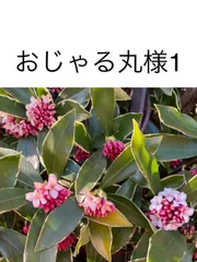 おじゃる丸様1   天然石ネックレス