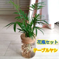 テーブルヤシ☆水耕栽培用ガラス製花瓶☆コルク蓋付き☆蓋取り外し可能☆花瓶セット