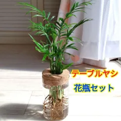 テーブルヤシ☆水耕栽培用☆ガラス製花瓶☆コルク蓋付き☆蓋取外し可能☆花瓶セット