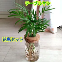 テーブルヤシ☆水耕栽培用ガラス製花瓶☆コルク蓋付き☆蓋取外し可能☆花瓶セット