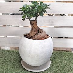 パンダガジュマル 天然苔 盆栽仕立て 陶器鉢 植え込み発送 - メルカリ