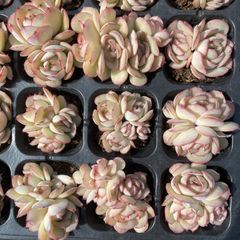 XY166×10株 シコウ 抜き苗 多肉植物 アエオニウム エケベリア サボテン