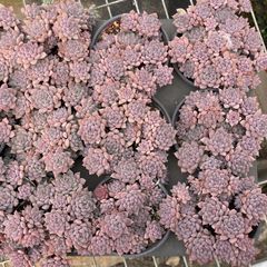 XY166×10株 シコウ 抜き苗 多肉植物 アエオニウム エケベリア サボテン