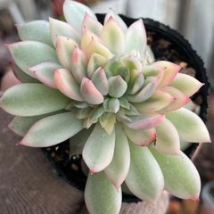 多肉植物♡メビナ錦❤︎抜き苗(根付き) - メルカリ