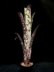 Billbergia'Canvey Snow' ビルベルギアキャンベイスノウ - メルカリ