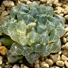 K*1様 モンロー錦 糊斑 超美株 ハオルチア 観葉植物 27 - メルカリ