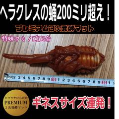 カブトガニ01 骨格 標本 三葉虫 USA 美麗品 - メルカリ