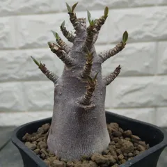 2026年最新】アデニウム ブラックスキンの人気アイテム - メルカリ