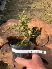 2026年最新】皐月盆栽の人気アイテム - メルカリ