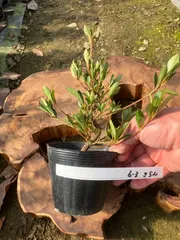 2026年最新】さつき盆栽の人気アイテム - メルカリ