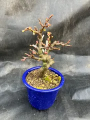 2026年最新】盆栽 鉢の人気アイテム - メルカリ