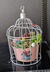 022405多肉植物の寄せ植え★鳥かご