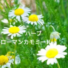 2026年最新】カモミールの人気アイテム - メルカリ