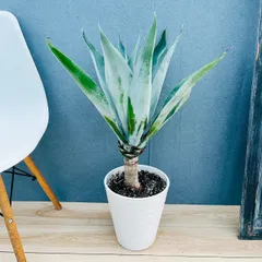 2026年最新】アガベ 大型の人気アイテム - メルカリ