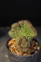 2026年最新】モンストローサの人気アイテム - メルカリ