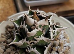 包心龍 lize血統 子株つき - メルカリ