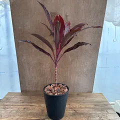 コルジリネ ルビー 黒プラ鉢 7号 現品 観葉植物 観葉 植物 珍しい レア 希少 インテリア プレゼント おしゃれ かわいい  おうち時間 グリーン ターミナルルビー ターミナリスルビー お祝 開店祝い 新築祝い 母の日 プレゼント
