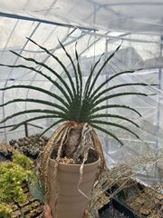 コエルマニオルム ハオルチオプシス ハオルチア 多肉植物 大株 - メルカリ