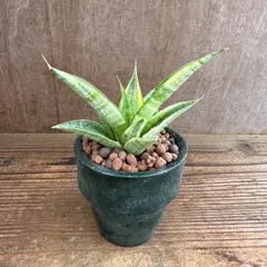 2026年最新】サンスベリア斑入りの人気アイテム - メルカリ